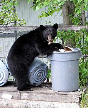 Black bear in trash can